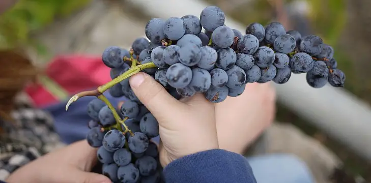 lära dig att göra vin på dina egna druvor