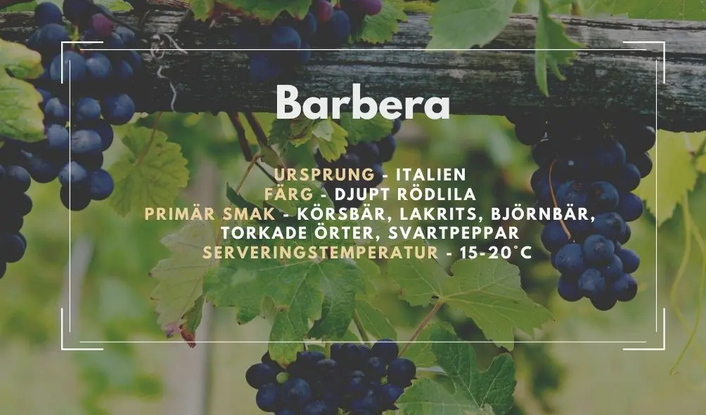 Allmän information om Barbera 