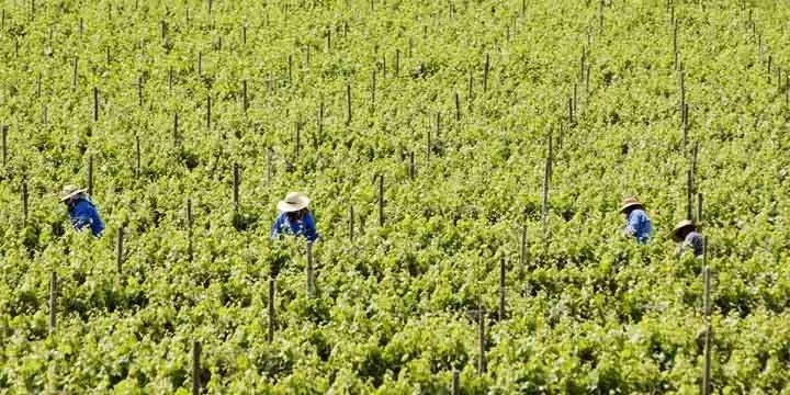 harvesting-grapes