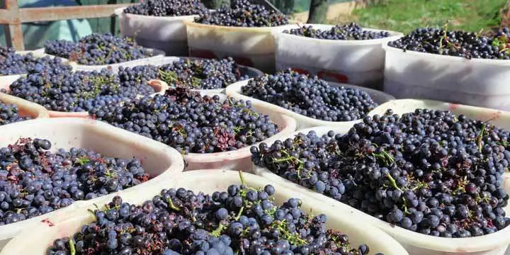 baskets-of-wine-grapes