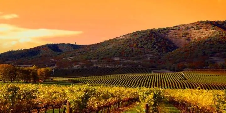 rows-of-grape-vines-in-vineyard-at-sunset