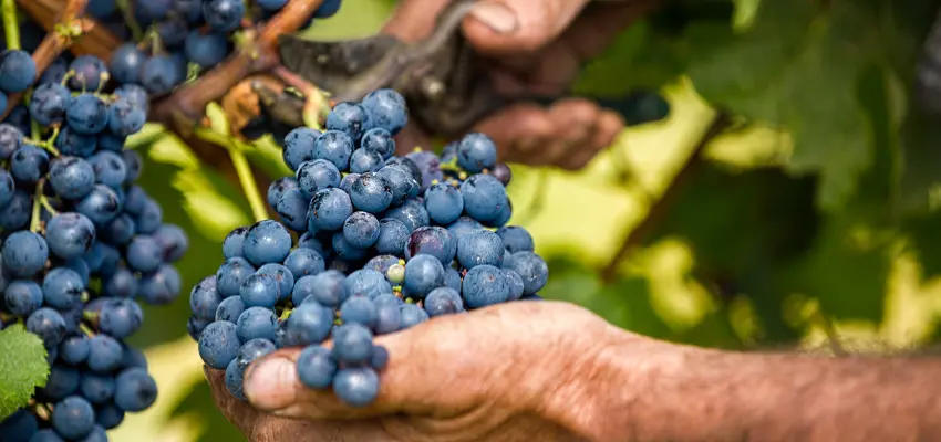 cabernet-sauvignon-front-utan-text