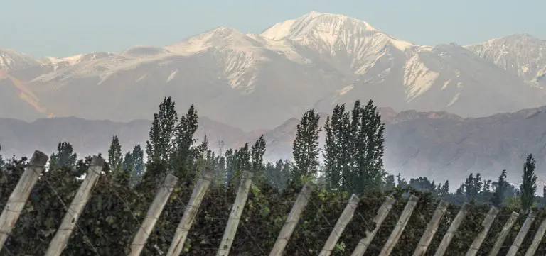 Malbec - Argentina vingård med vy över Anderna