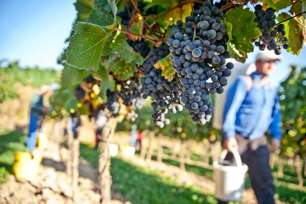 working-in-the-vineyard