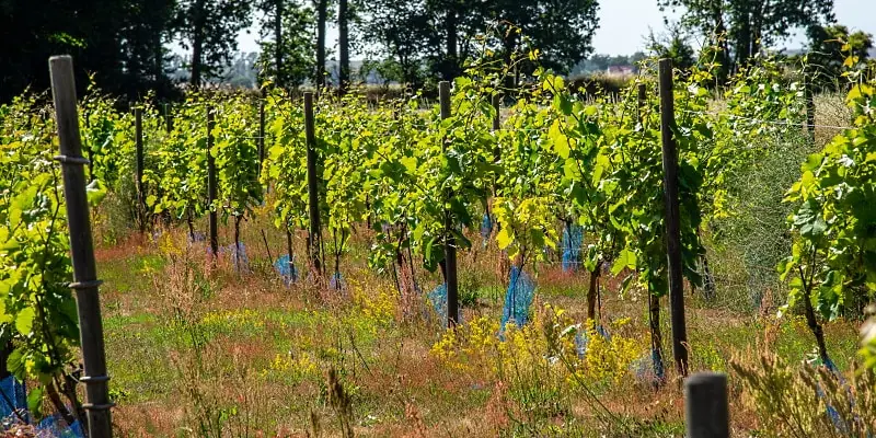 gamla vinstockar - omslag en gammal vingård